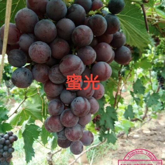 兴城市蜜光葡萄苗  一年生贝达枕木