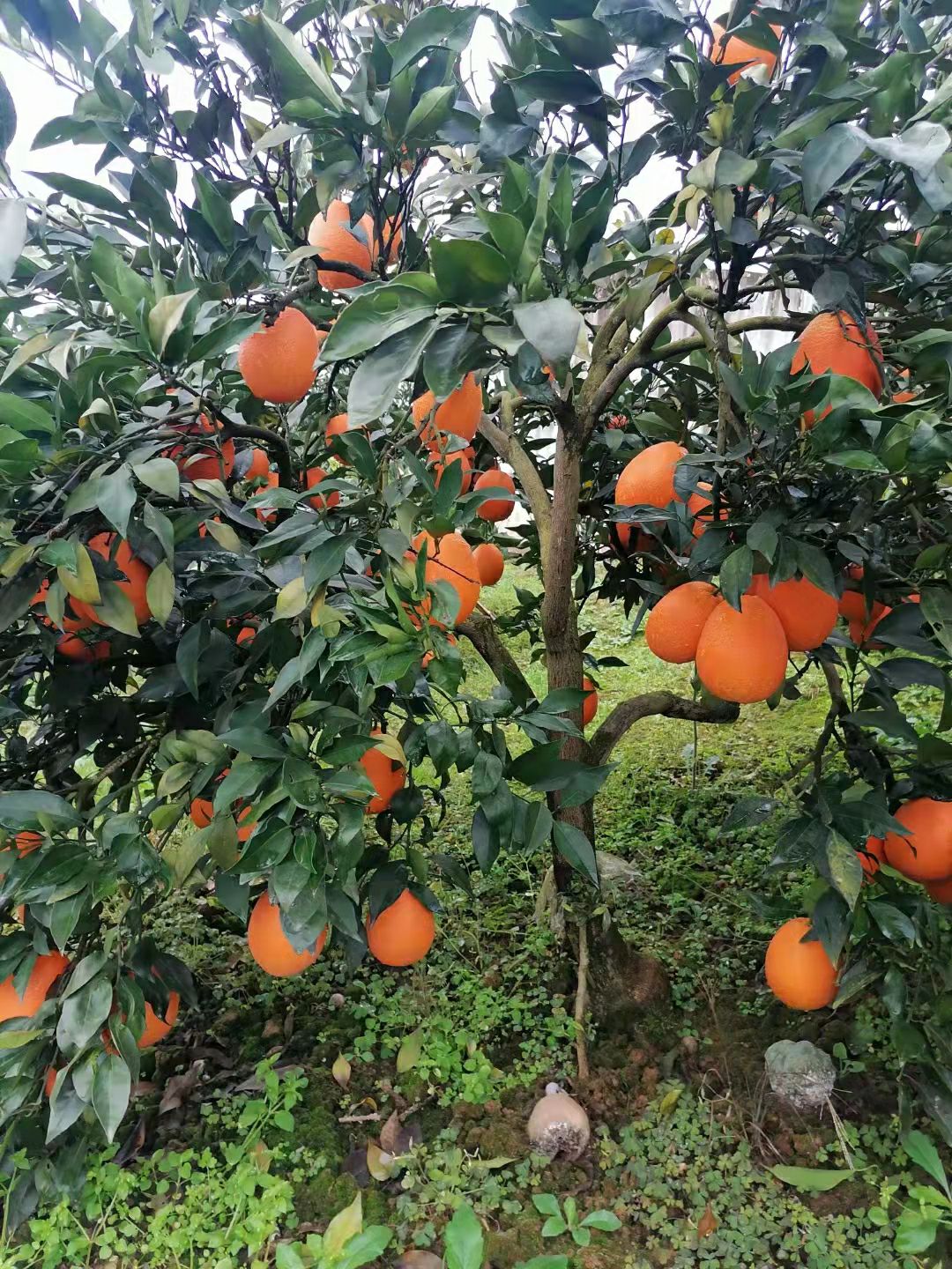 脐橙 重庆市重庆市奉节县