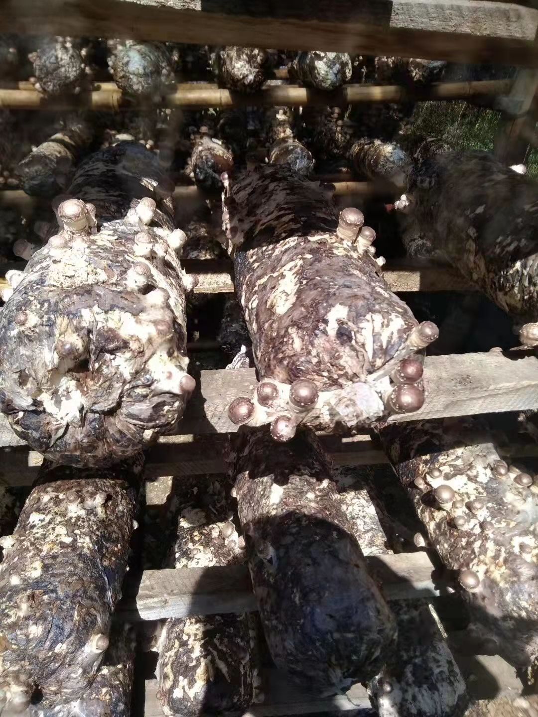 香菇 河南省三门峡市卢氏县 干香菇