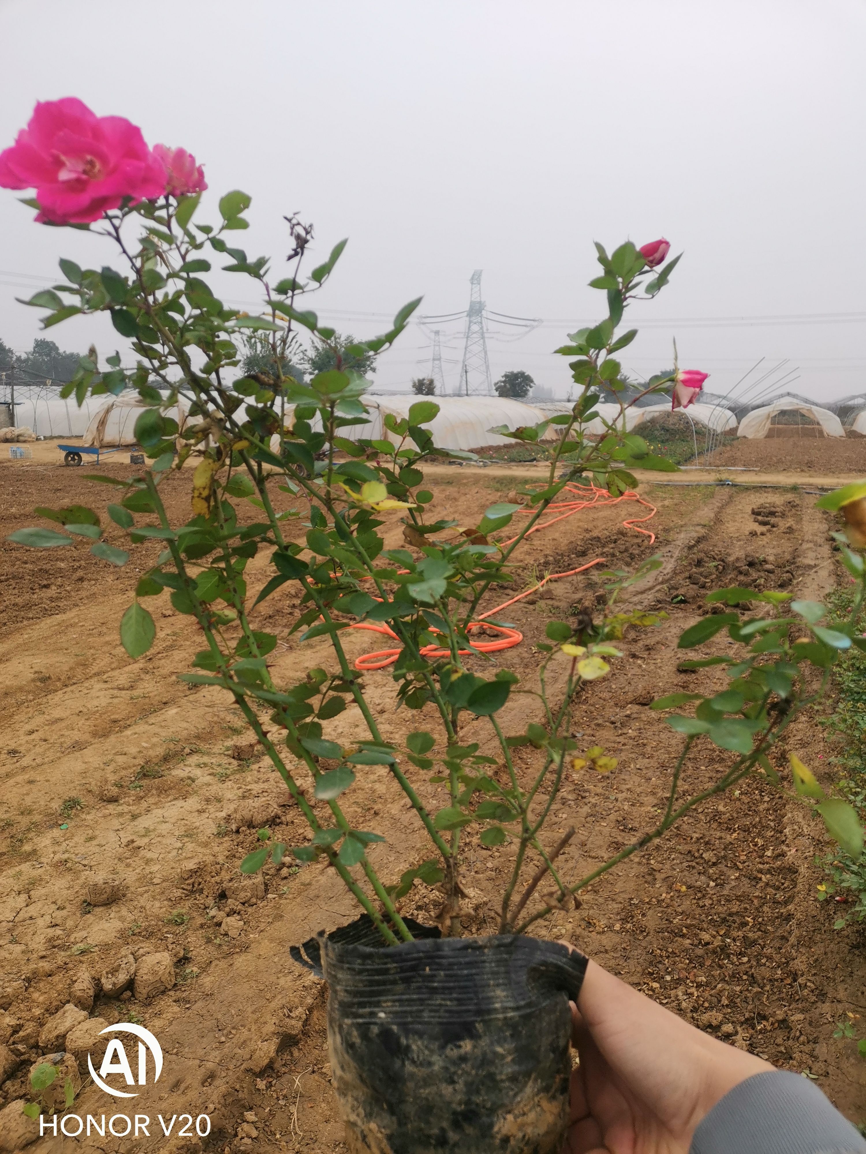 两年生丰花月季小苗大量供应，40公分高度，16*16营养钵