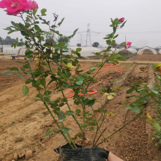 两年生丰花月季小苗大量供应，40公分高度，16*16营养钵