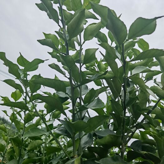 眉山爱媛46号柑桔枝条-顺丰包邮-现剪现发