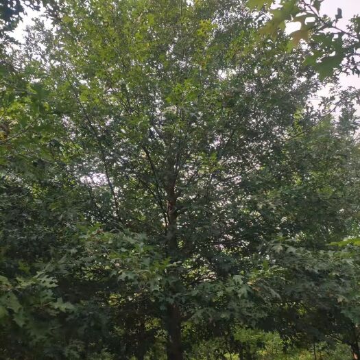 娜塔栎树苗 沼泽栎 橡树树苗价格 欧洲红枫