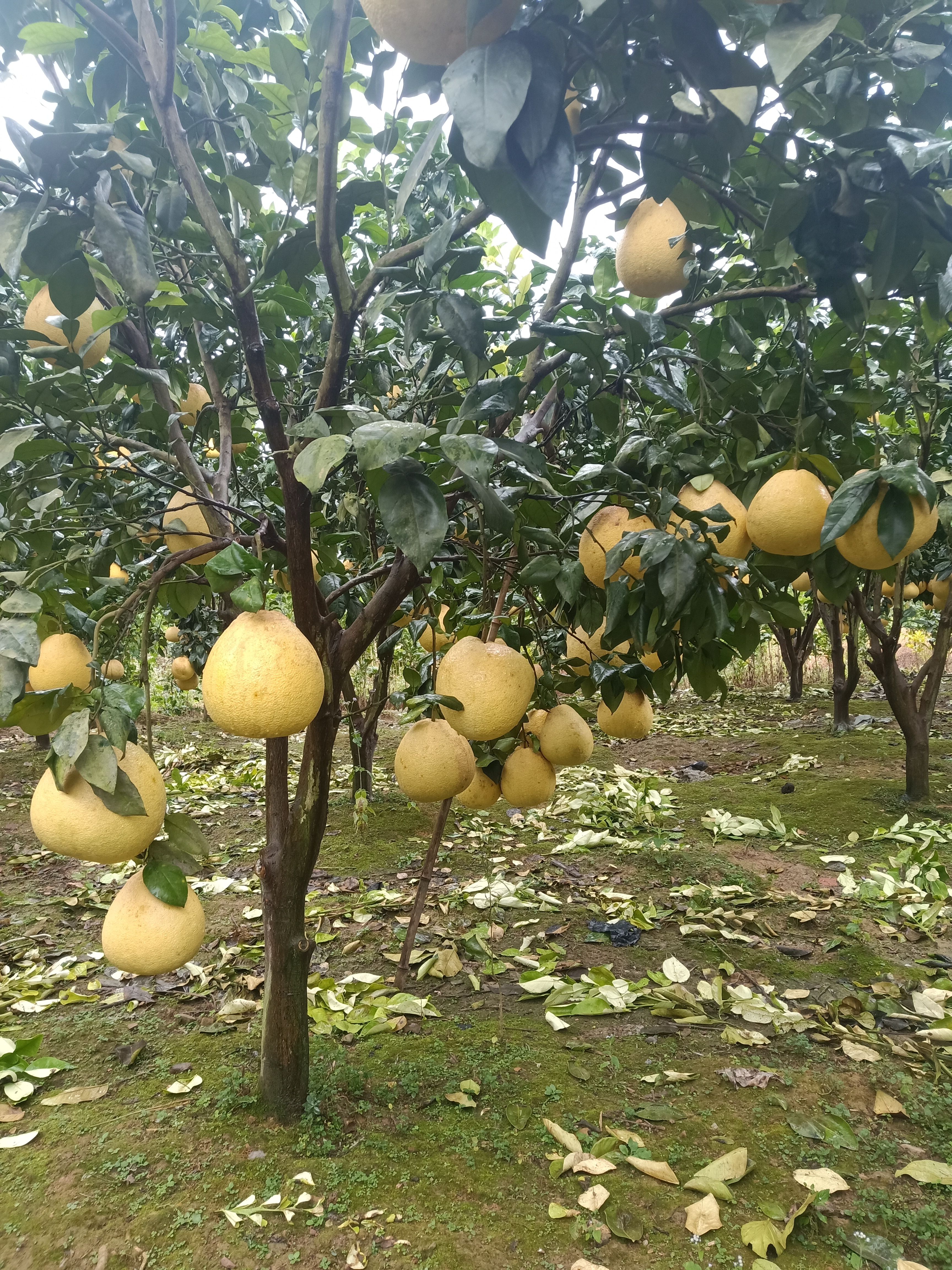红心柚 广丰马家柚 香甜可口