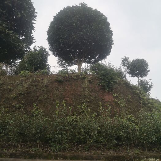 盐津县茶花树  茶花基地品种多样，牡丹，七星，十八学士，山茶花，桂