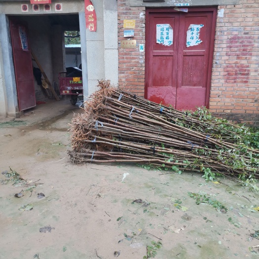 民权县刺槐基地直供欢迎合作
