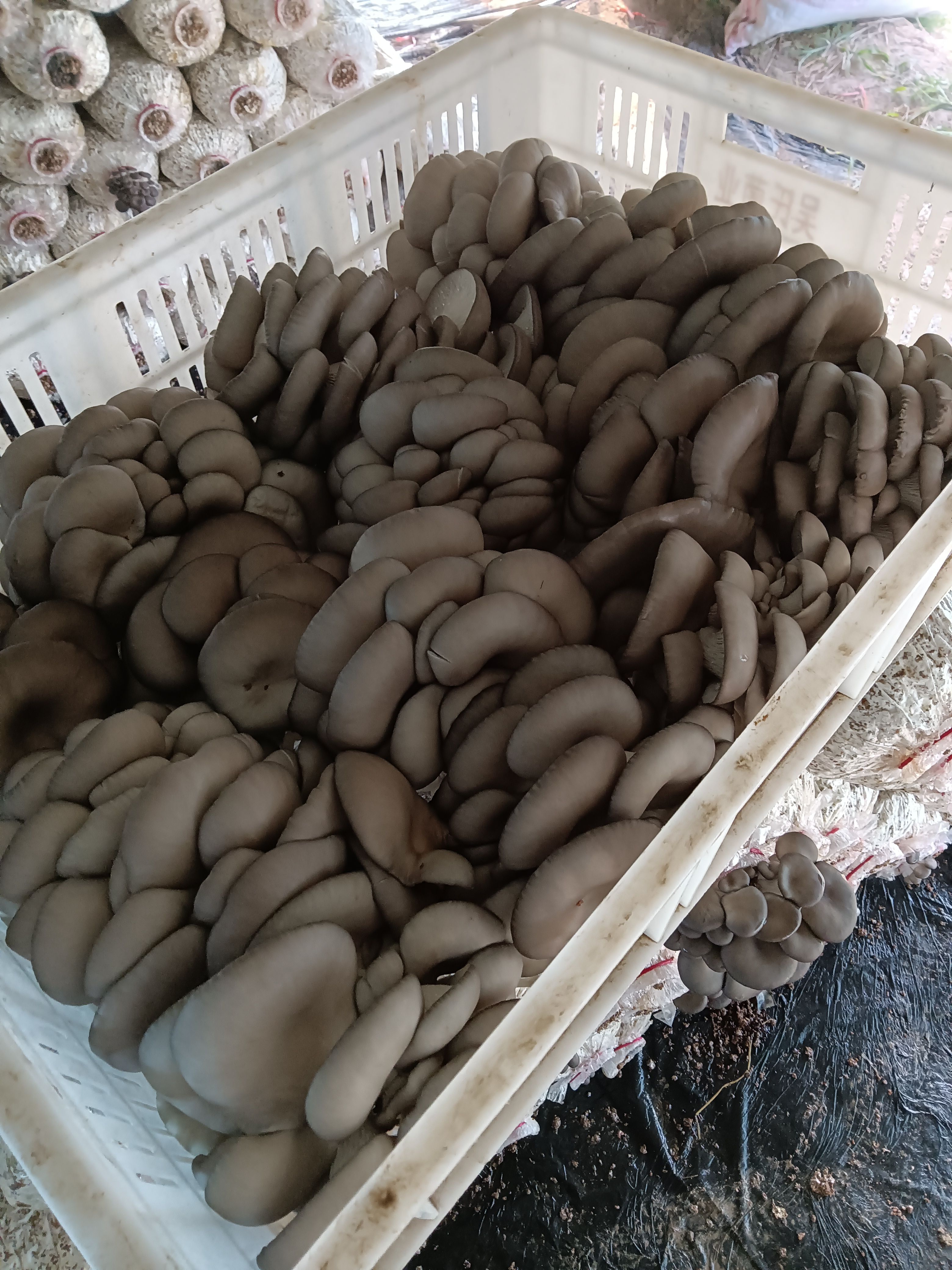 平菇鲜平菇