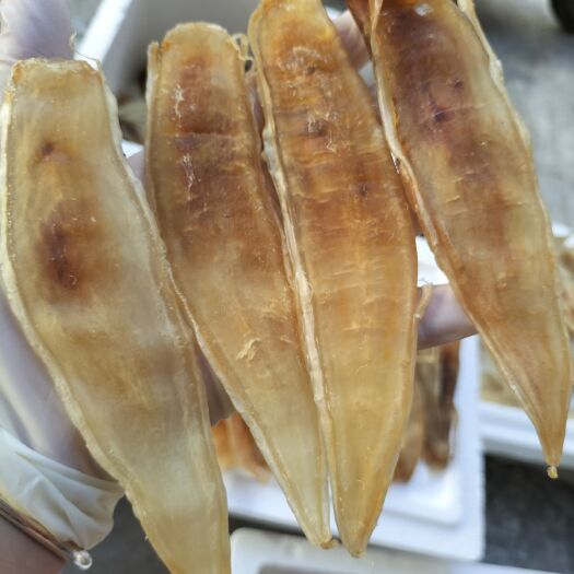 阳江黄花胶  晒场直供27头原色大金龙胶黄花鱼胶鱼瓢鱼肚海鲜干货