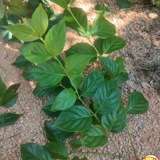 博罗县钩吻 断肠草