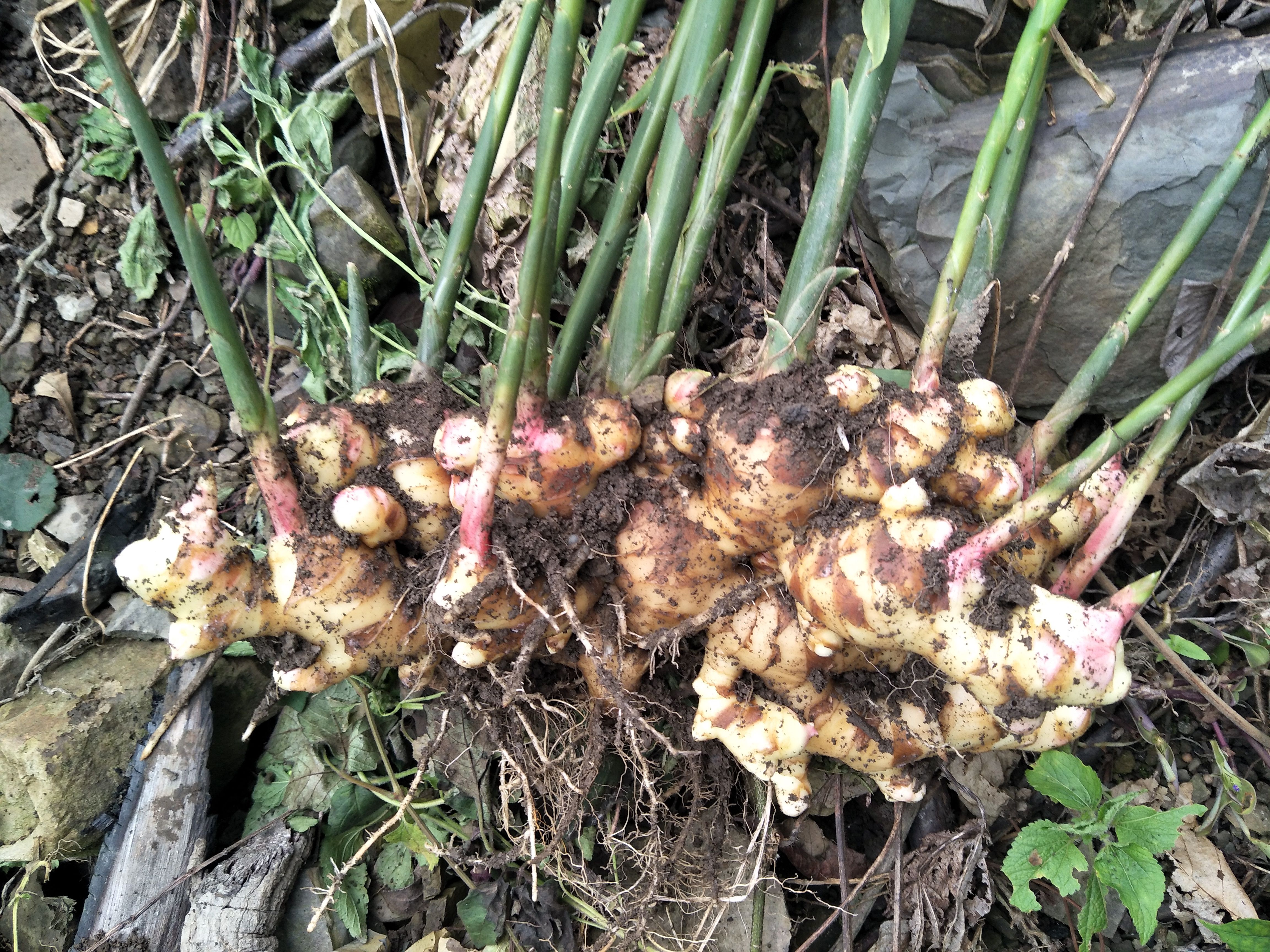 精品广西大肉姜姜种