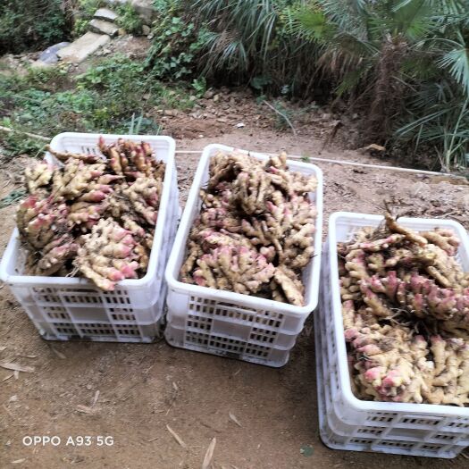 岳西县 生姜，黄姜，窖藏姜，鲜货一级，二级，特级