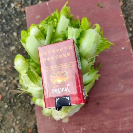 大邑县 精品儿菜
