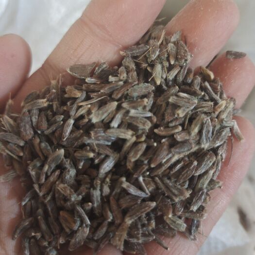 鄂伦春旗 白茬苍术种子