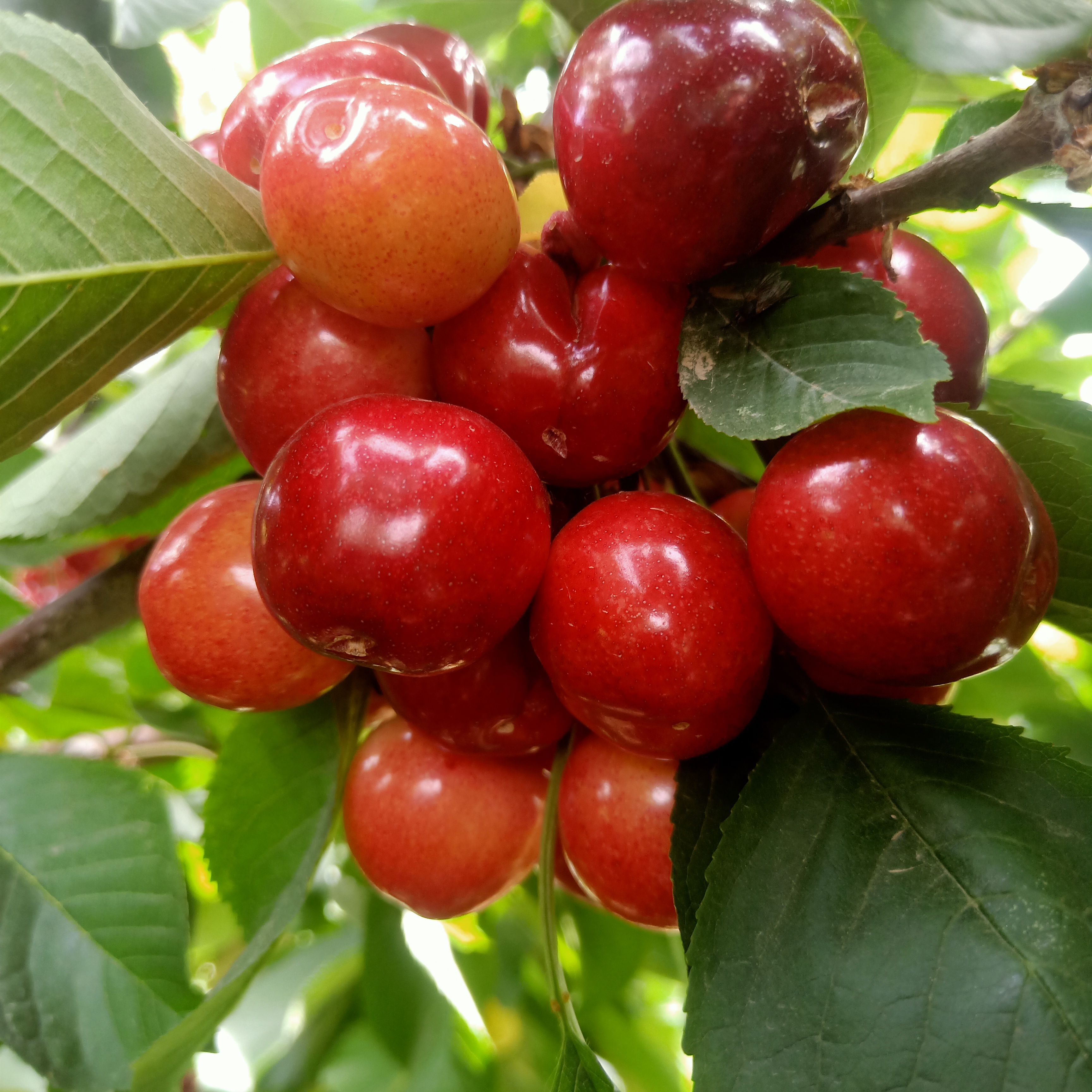 俄罗斯8号樱桃苗  矮化樱桃苗俄八美早吉赛拉矮化樱桃树苗