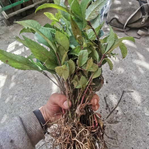 宝兴县草珊瑚种苗