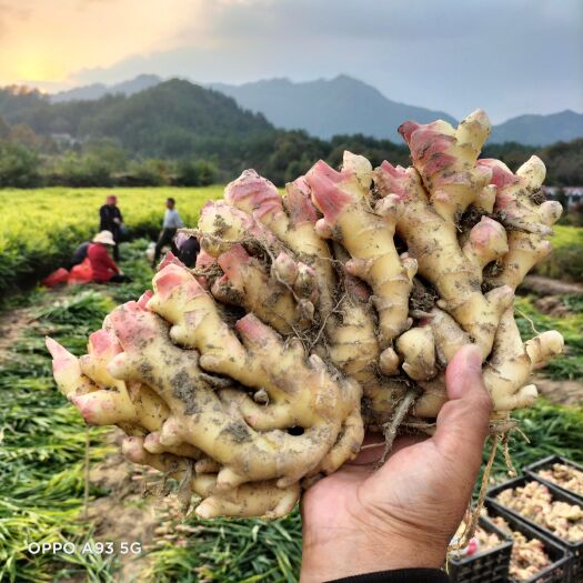 岳西县 小黄姜，鲜姜，窖藏姜