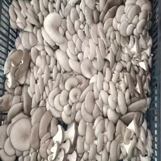 东海县蘑菇 精品菇，新鲜采摘，质量保证，看好老板来电
