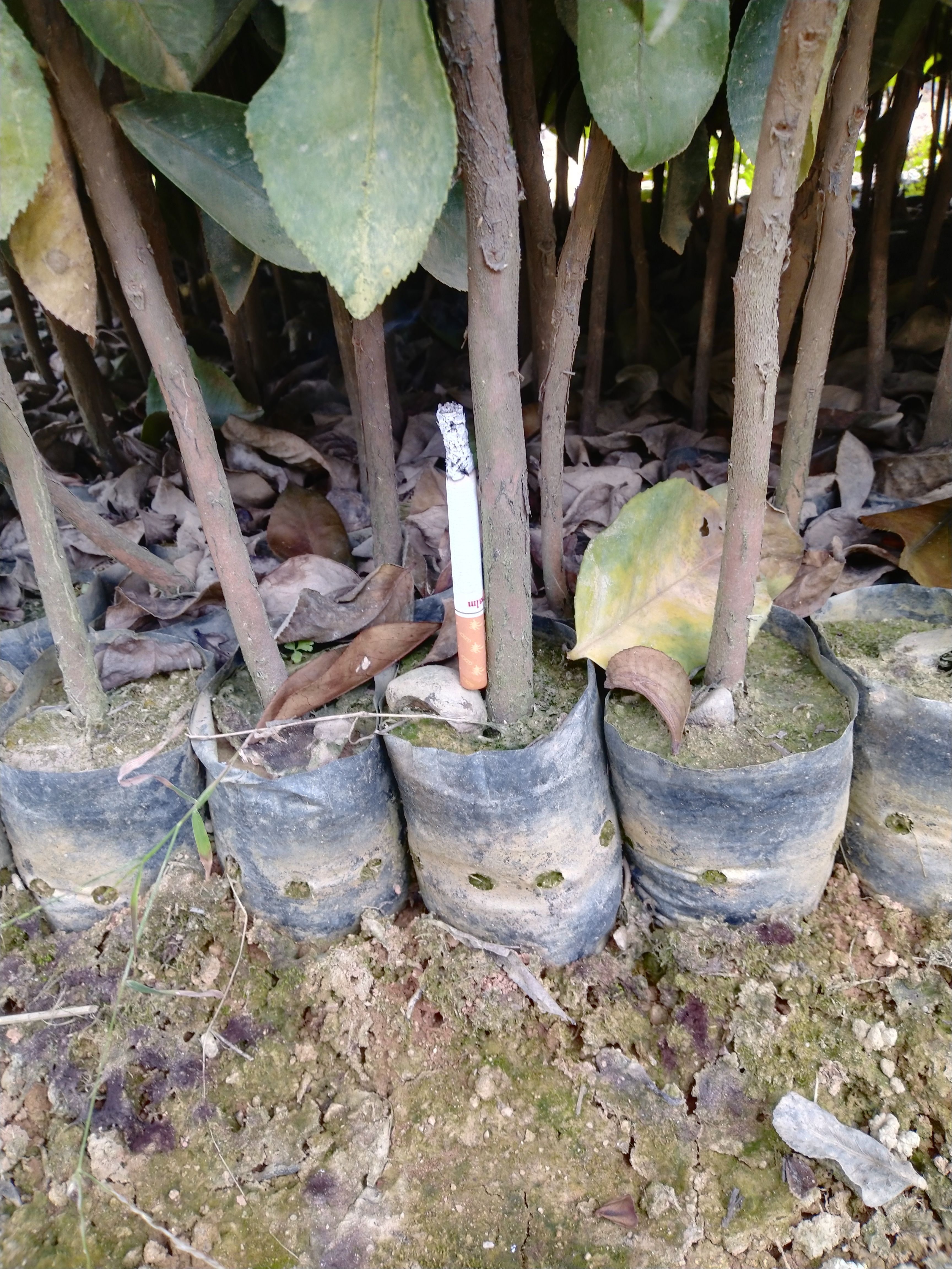 油茶树苗 精品《油茶苗》种植基地直销批发造林苗，精心培育、品种齐全、