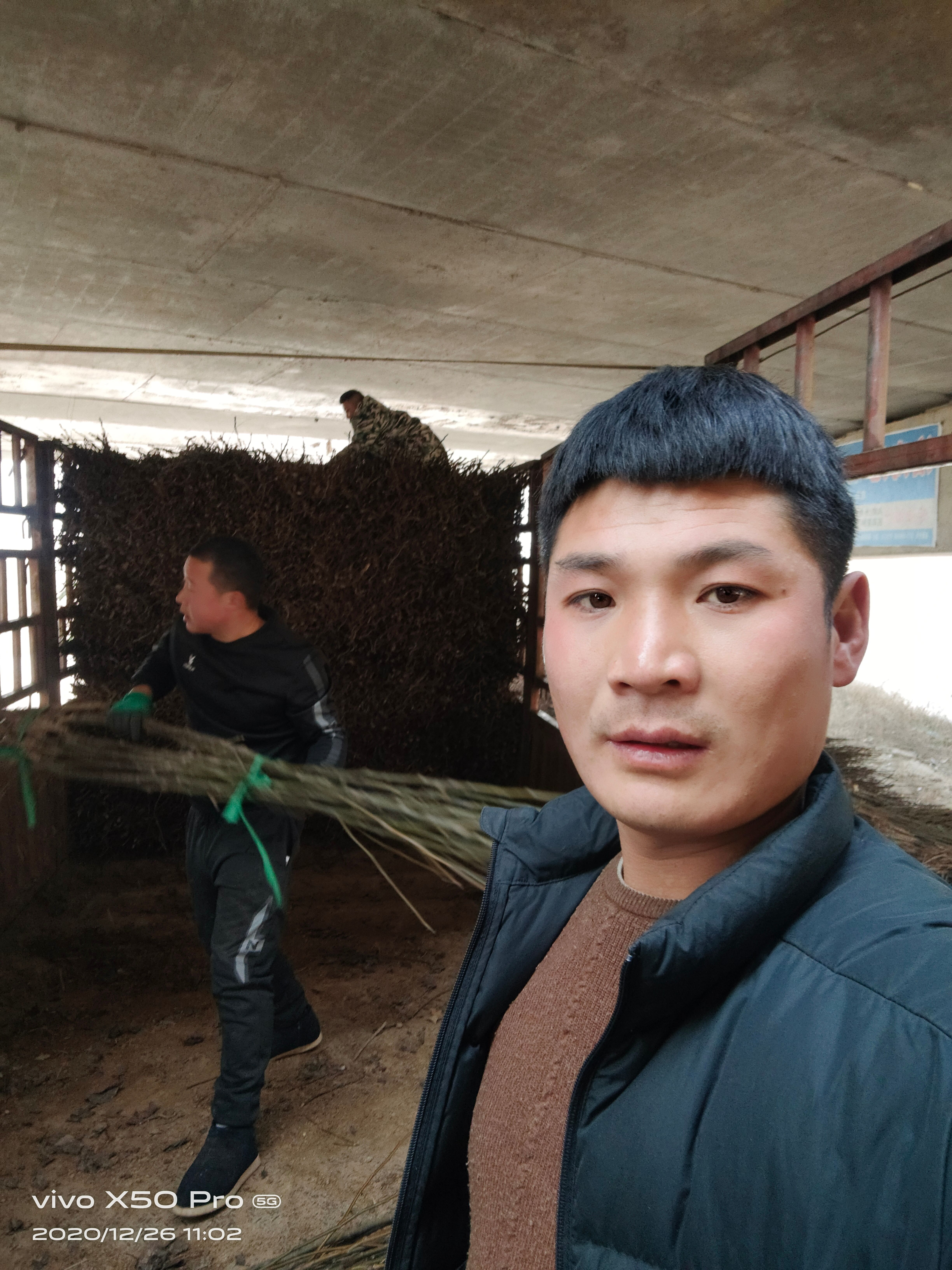 酥翠一号梨  特优早熟梨，果品端正，肉质细腻，丰产性高！