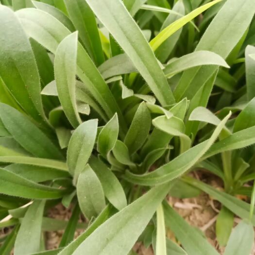 驻马店 面条菜