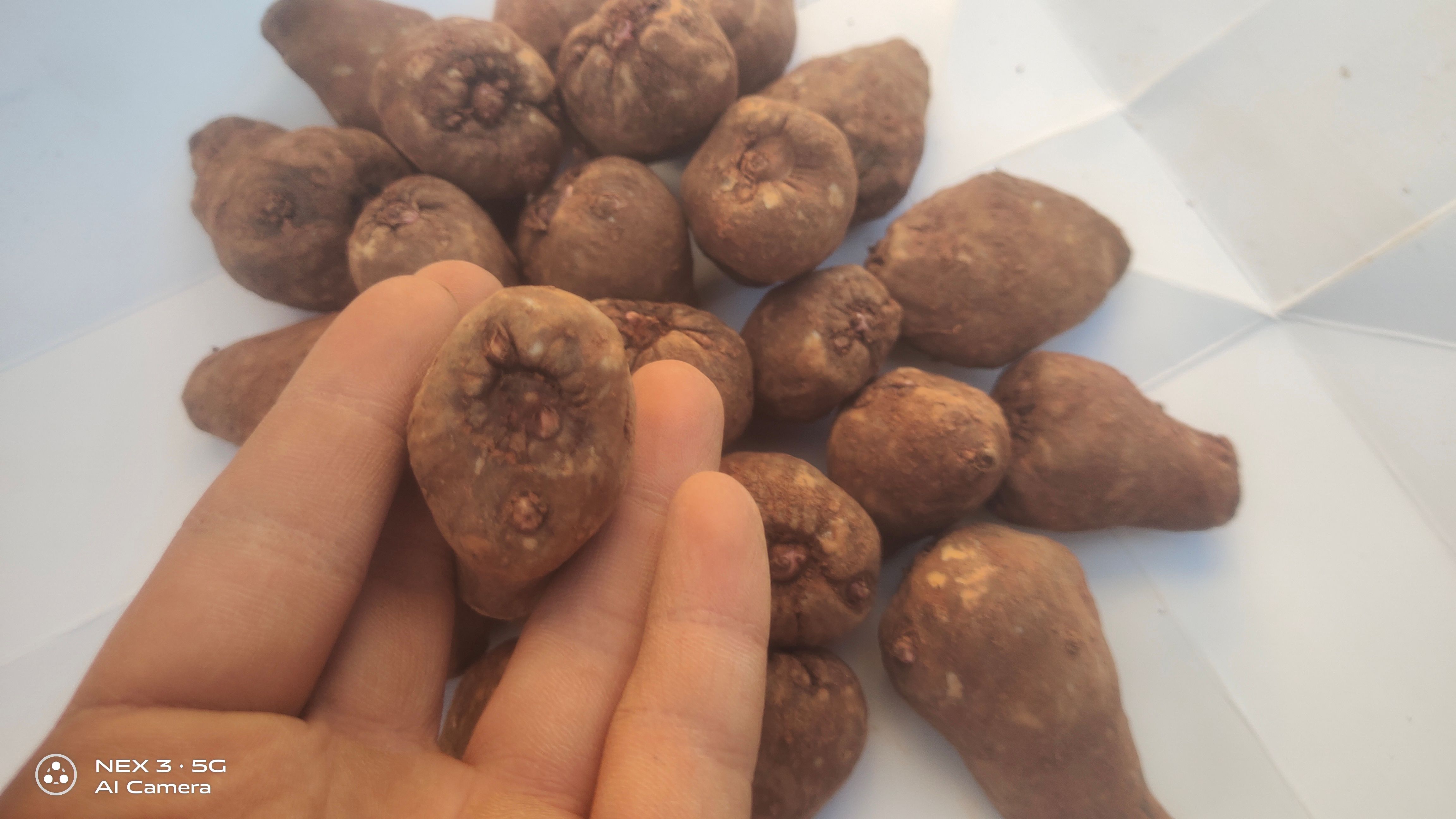 魔芋种子，一代二代魔芋种子，全国发货，免费技术，签回收合同