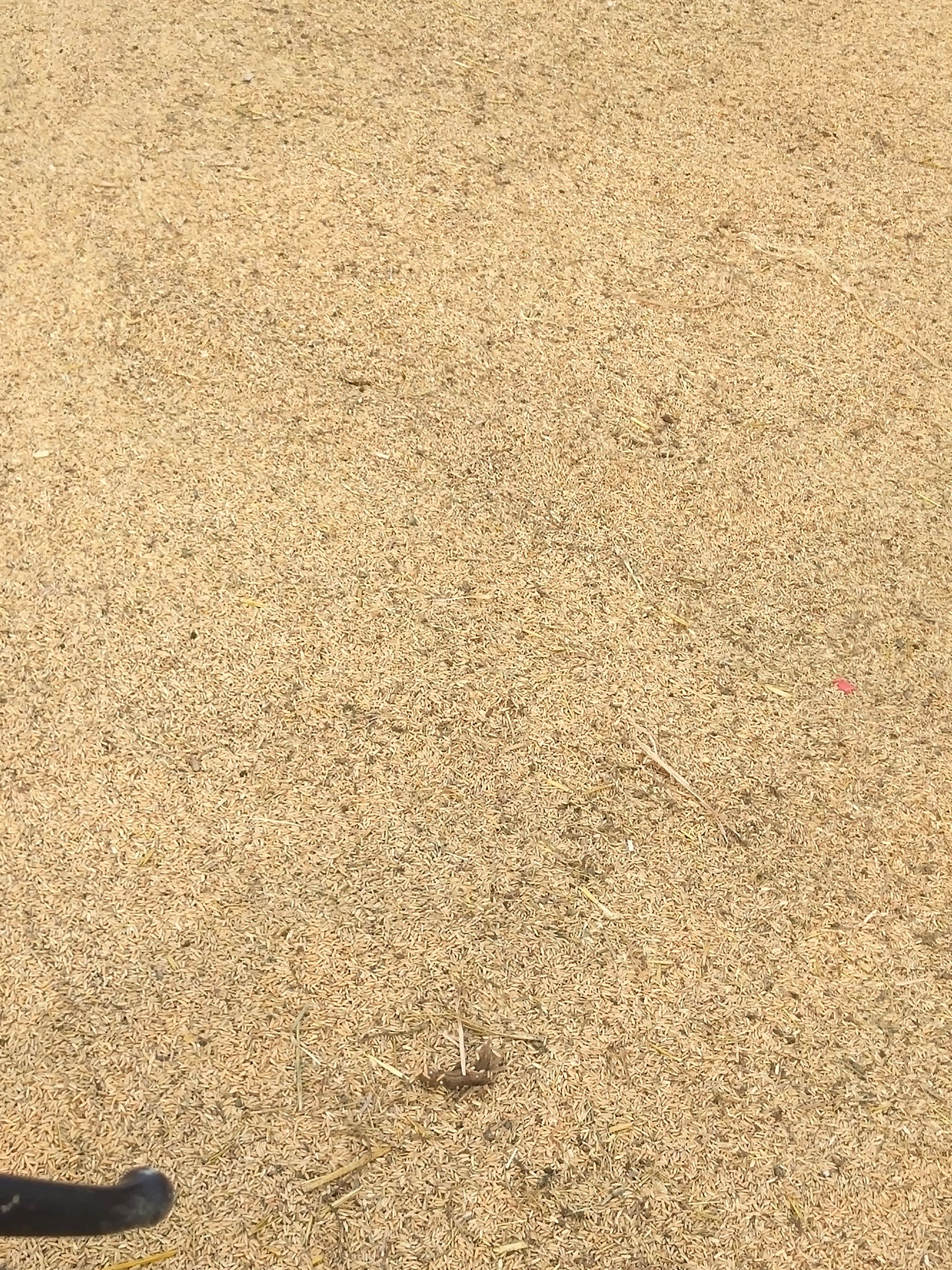富硒水稻  刚出炉的新鲜稻谷