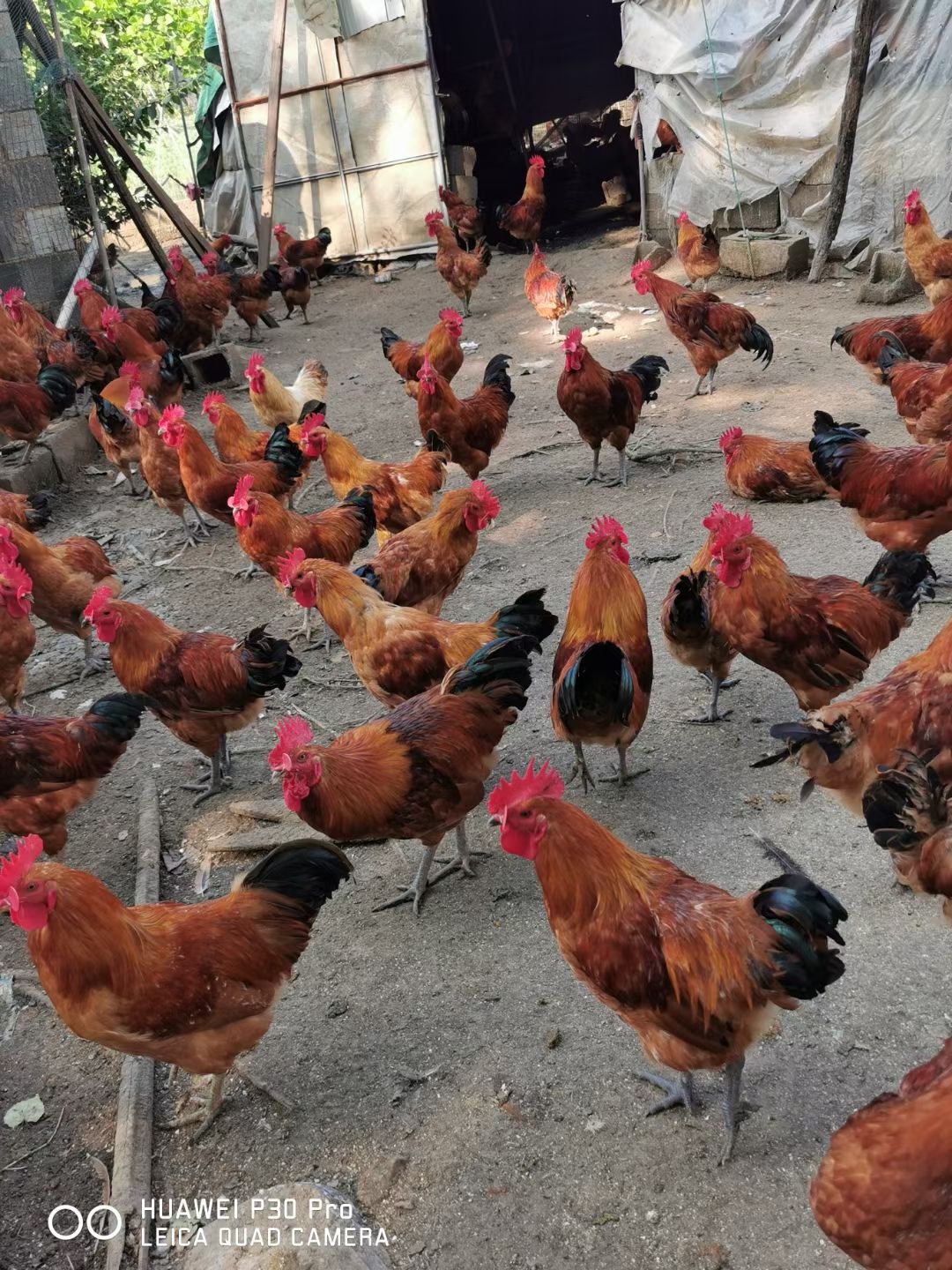 土鸡苗 青脚土鸡苗青脚麻土鸡苗公母可鉴别包打疫苗青爪土鸡