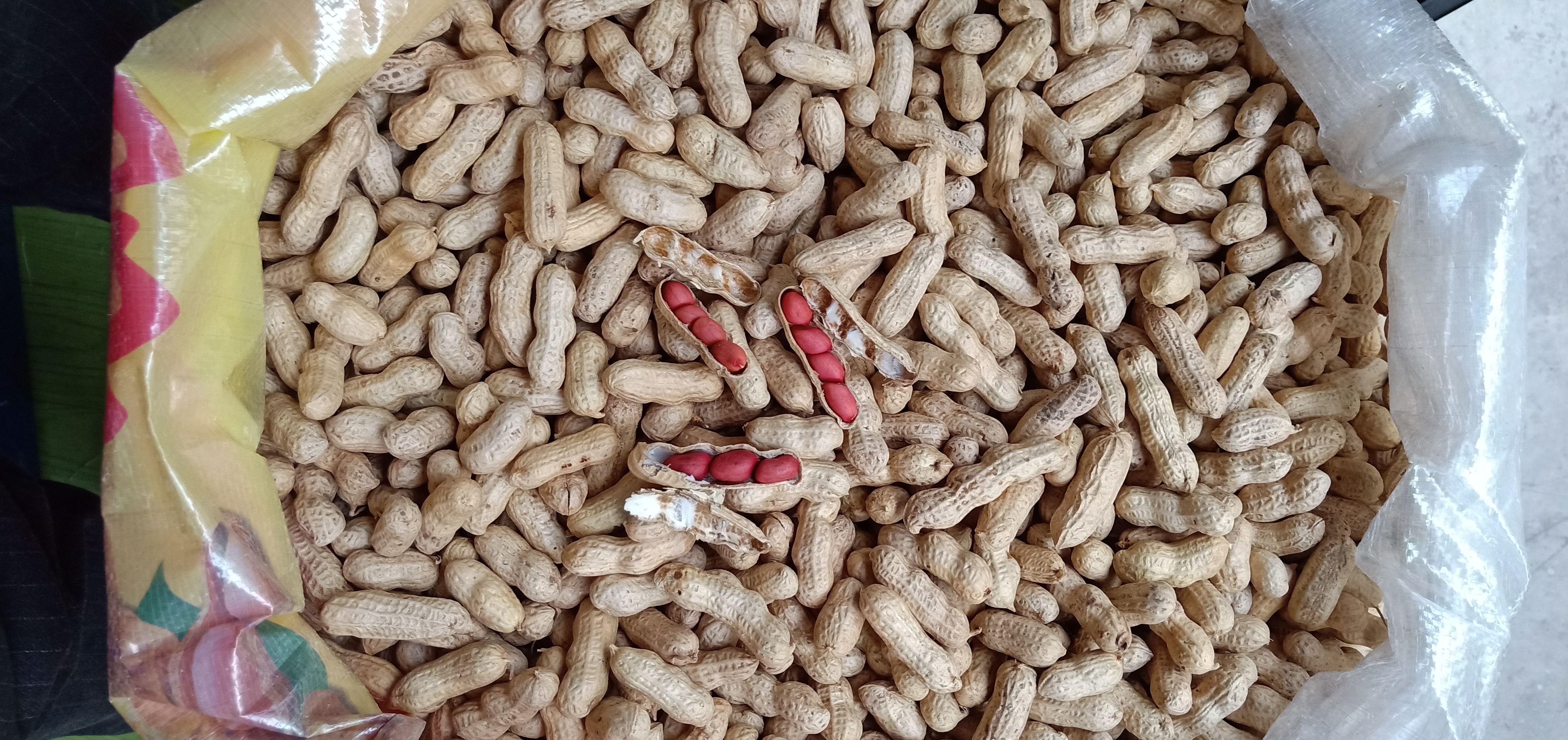 红皮花生  四粒红米花生现货可发