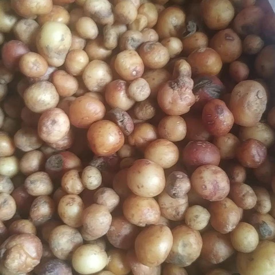  地下明珠，一粒金丹