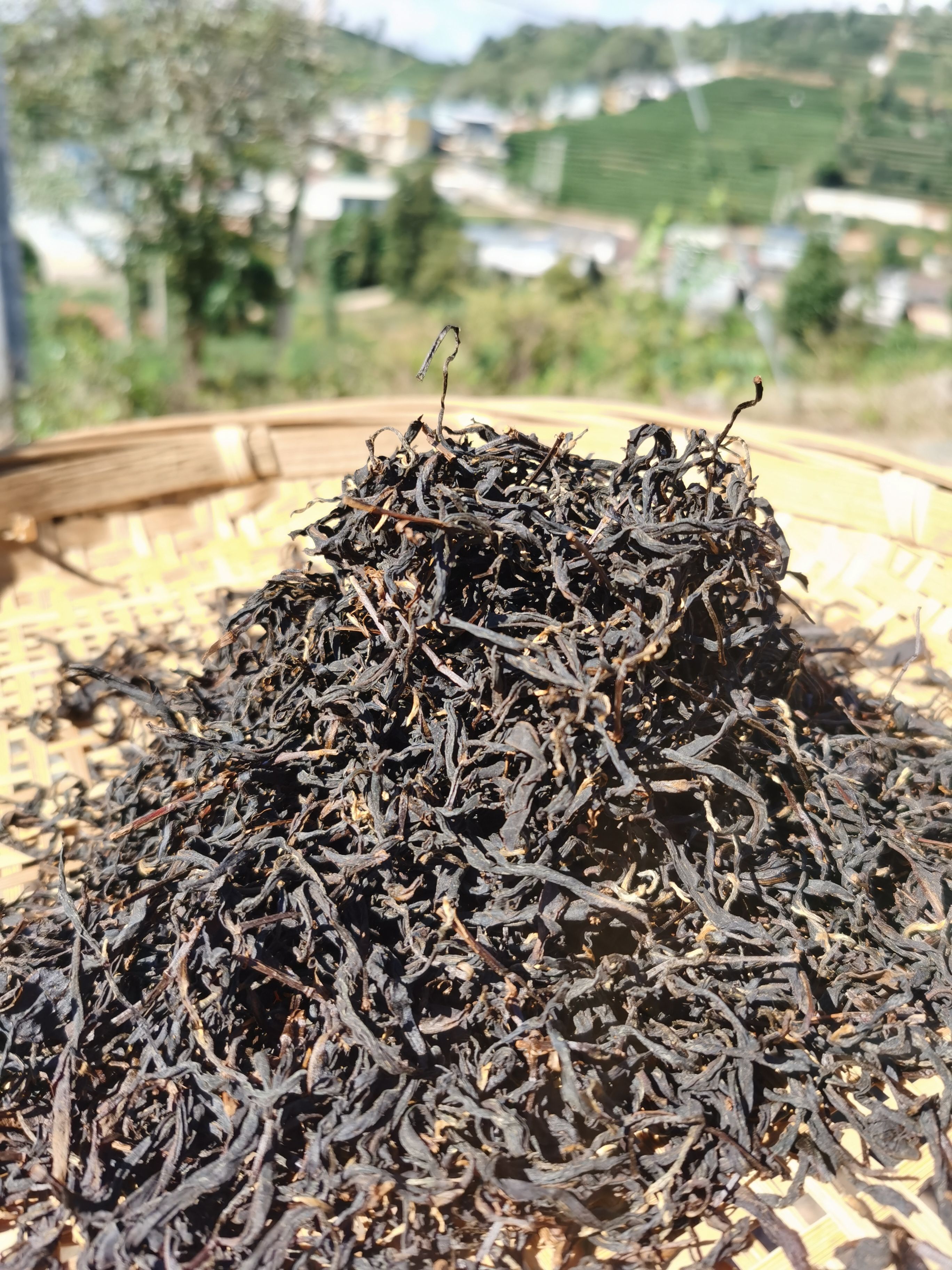 乌龙红茶  滇红茶 中国红茶 乌龙 黑美人红茶