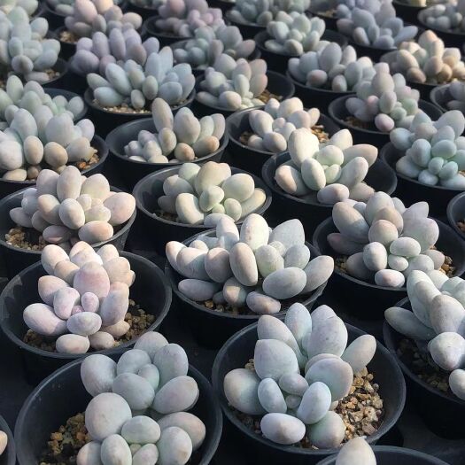 寿光市多肉植物双头橙雪球