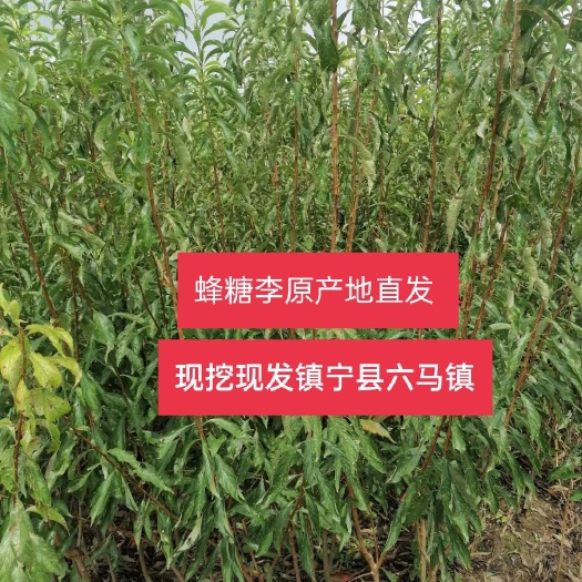 镇宁县蜂糖李树苗  蜂糖李苗直生苗嫁接苗四月李苗