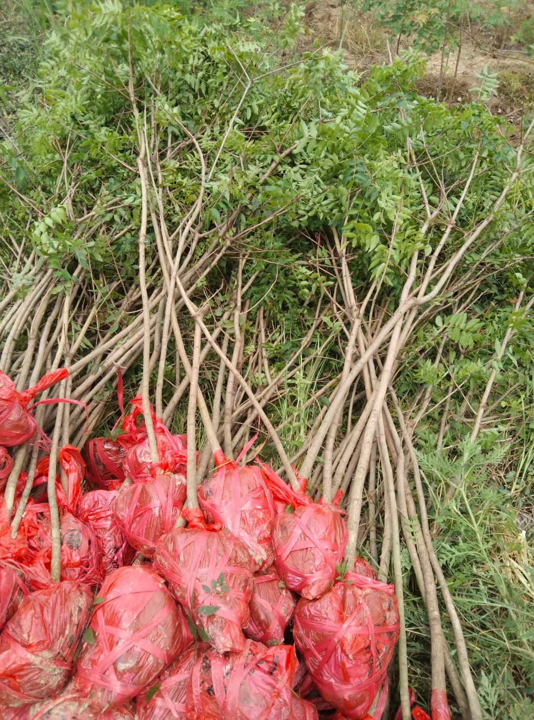 黄连木小苗2至3公分