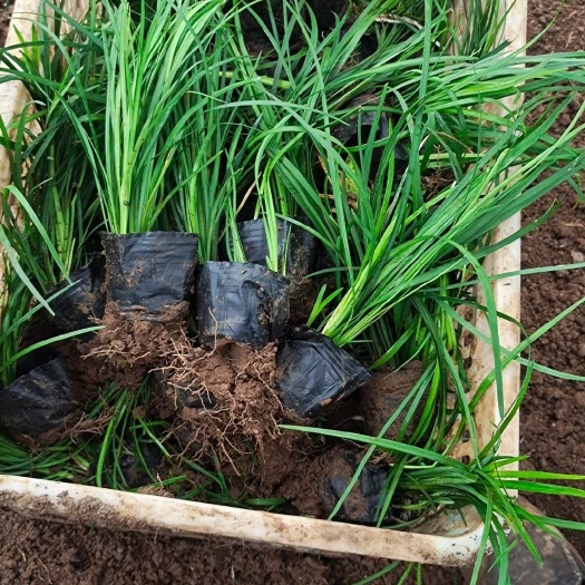 青州市麦冬草  多芽麦冬，质量好，颗型密实，高度