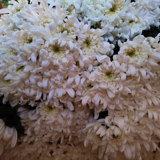 新沂市 京城白菊