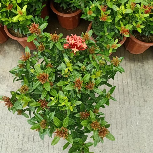 广州小叶龙船花
