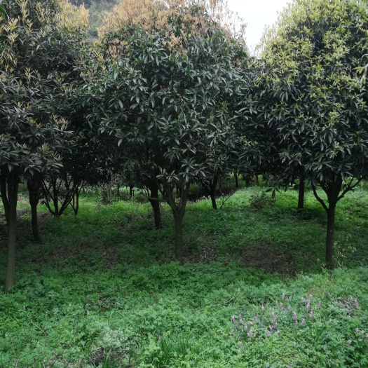 渠县 桂花树出售