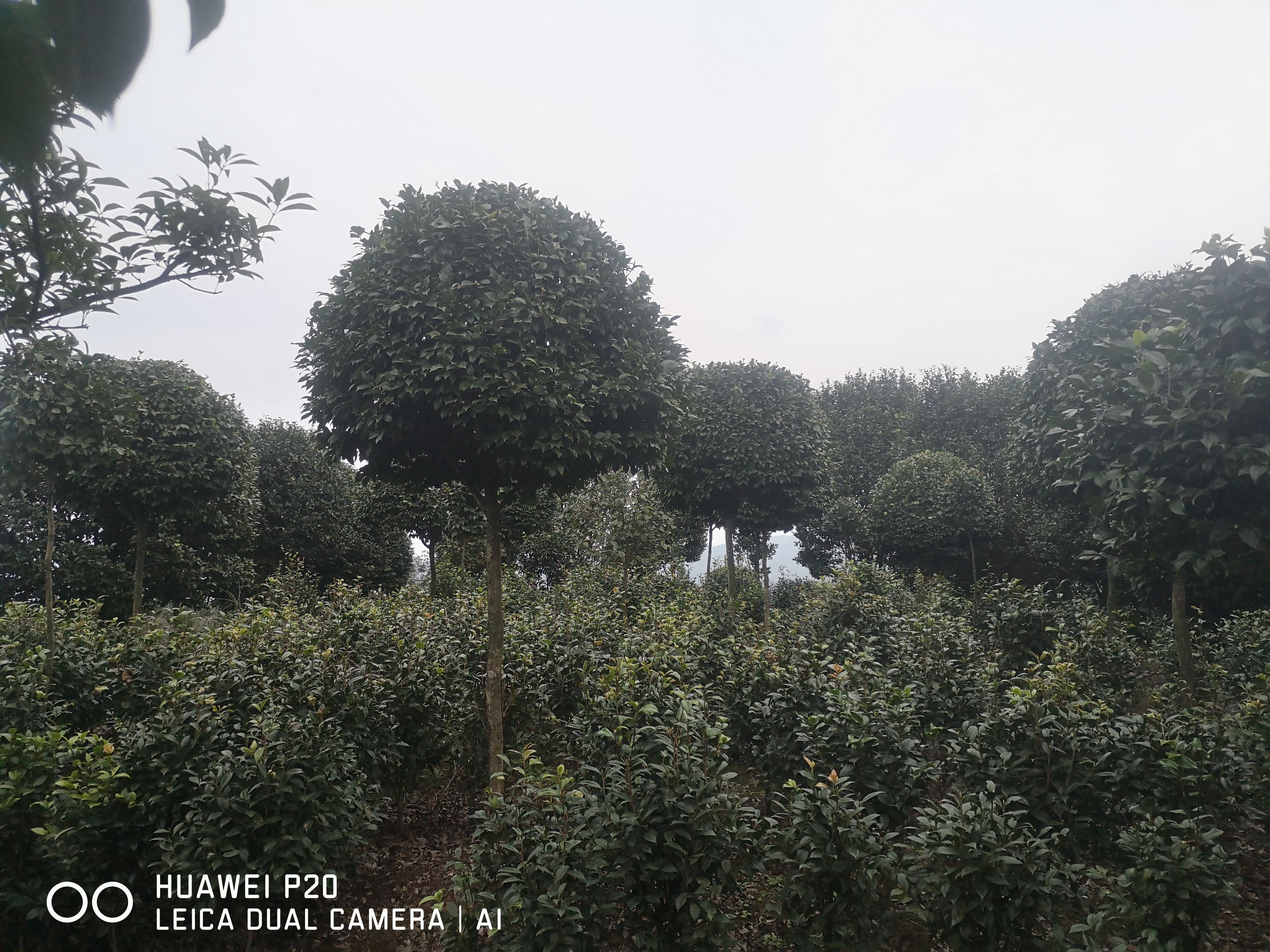 茶花球 七星茶花，牡丹茶花。