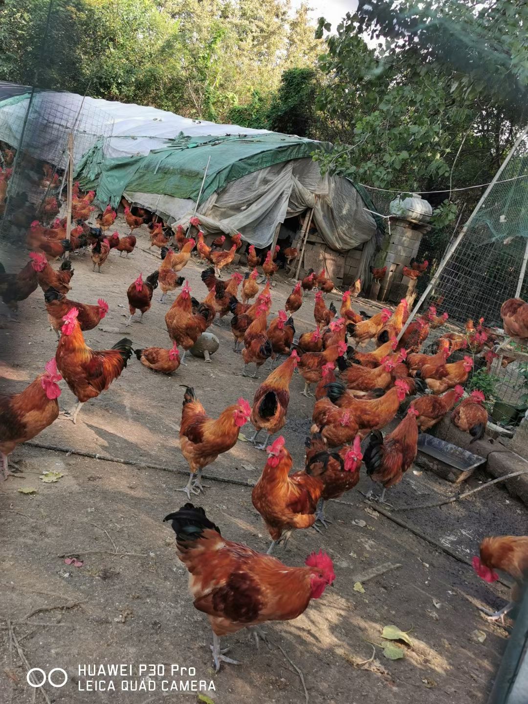 土鸡苗 青脚土鸡苗青脚麻土鸡苗公母可鉴别包打疫苗青爪土鸡