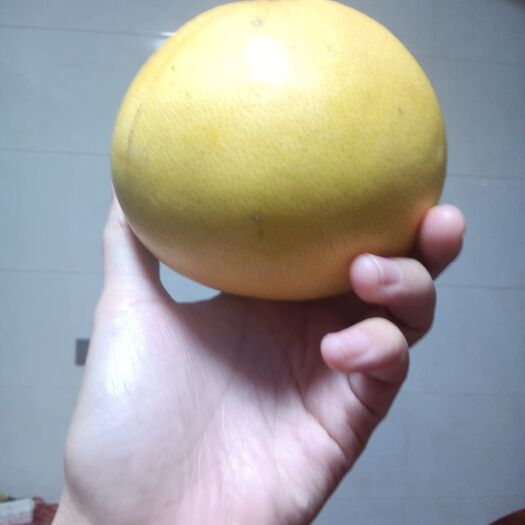 长沙 葡萄柚一直都这么美丽