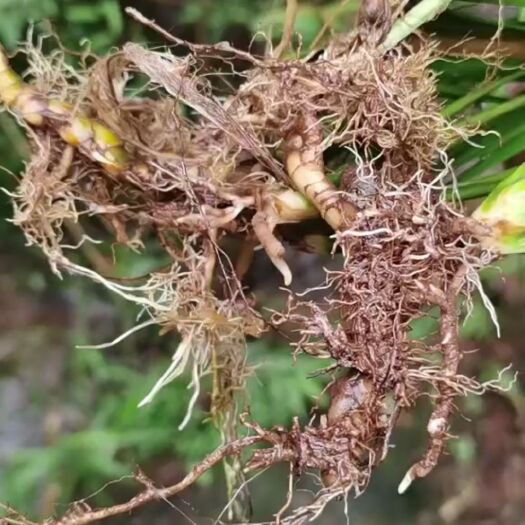 兴文县野生石菖蒲苗