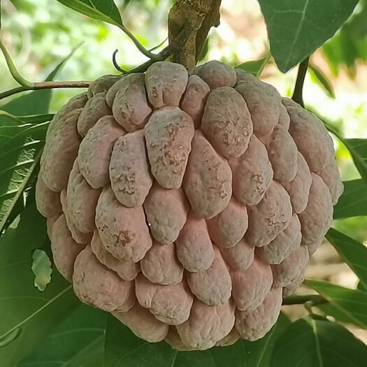 徐闻县 玫瑰释迦果释迦番荔枝现货秒发整箱批发