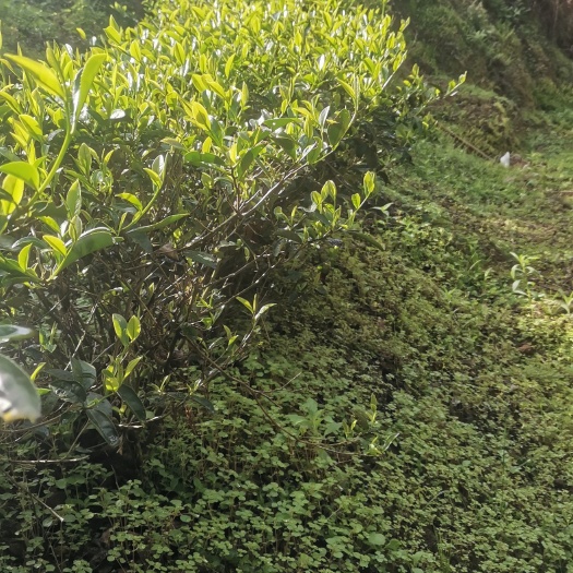 武夷山市大红袍 肉桂