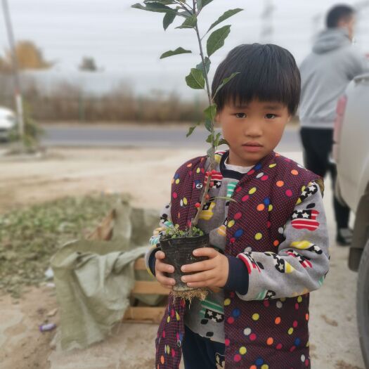 北美冬青苗  北美冬青2年杯苗，东红，奥斯特，格瑞，哪里有