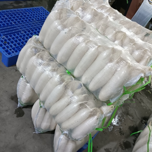 天门市湖北沙洋精品白萝卜 三排四排 每天大量供应。