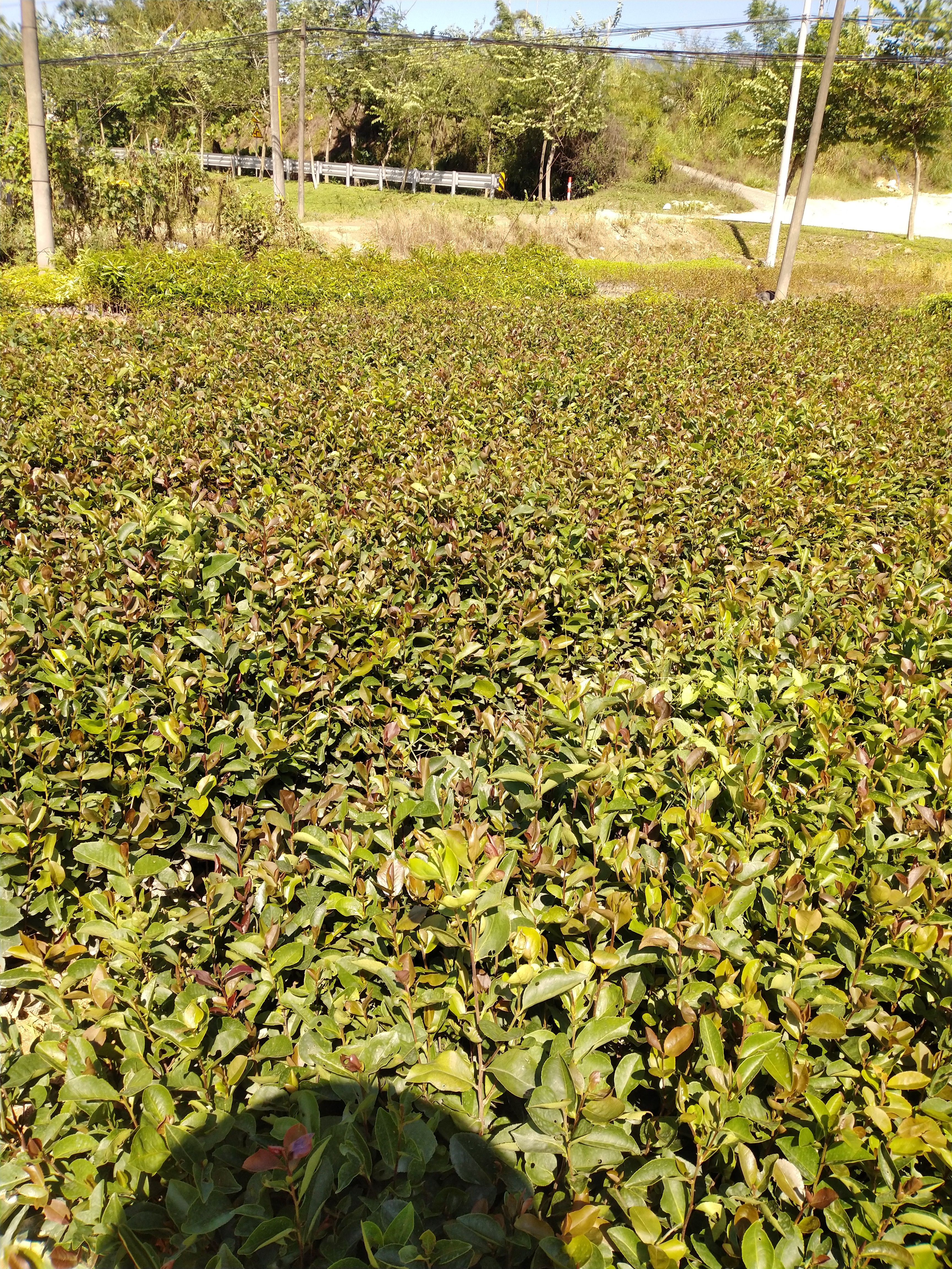 油茶树苗 精品《油茶苗》种植基地直销批发造林苗，精心培育、品种齐全、