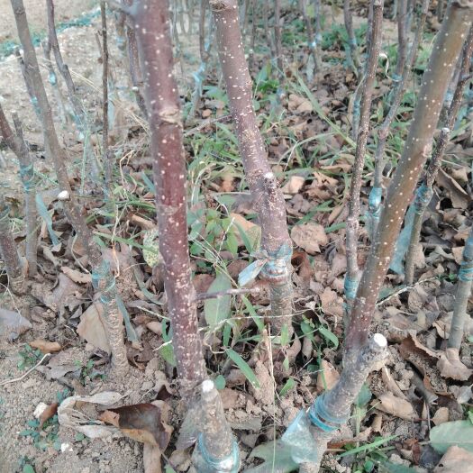 泰安苹果树苗 苹果苗