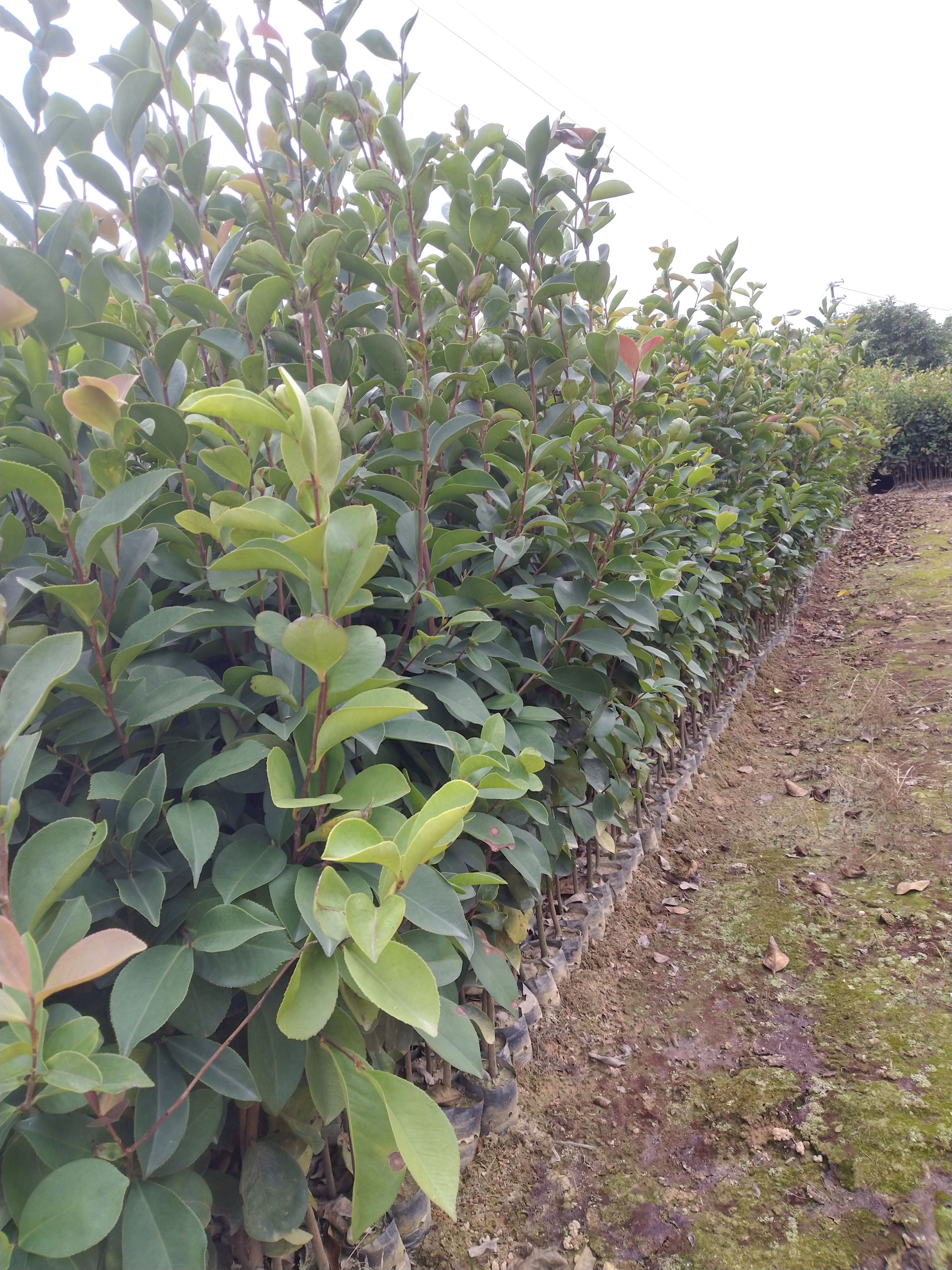 油茶树苗 精品《油茶苗》种植基地直销批发造林苗，精心培育、品种齐全、