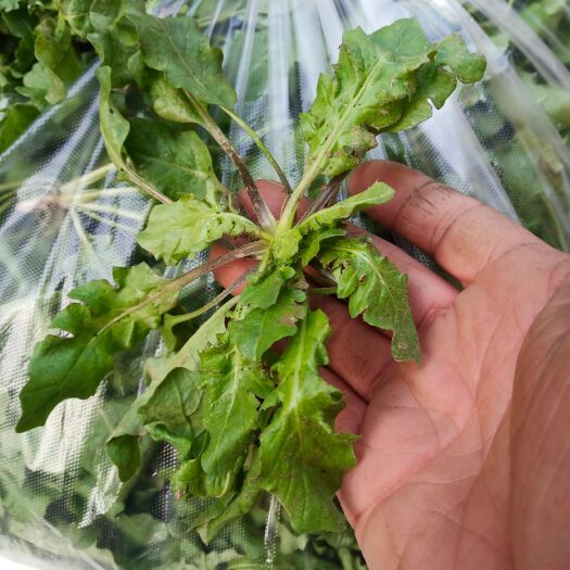 驻马店 荠荠菜