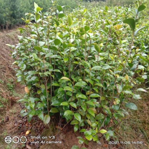 奉新县七芯茶花 自己生产，高度40到70，裸根